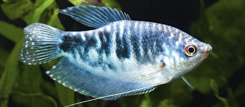 Продам рыбок скалярии и гурами