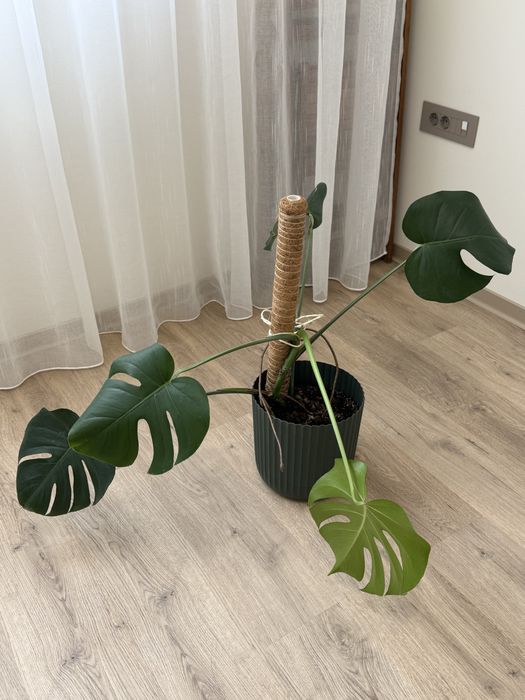 Монстера Делициоса Monstera Deliciosa