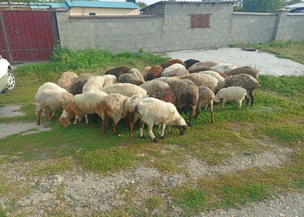 Продам 10 маток с ягнятами
