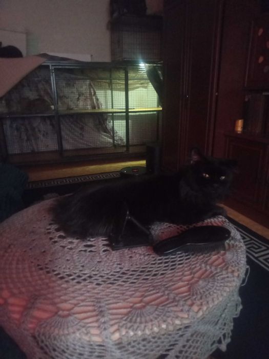 Вязка Мейн кун с родословной