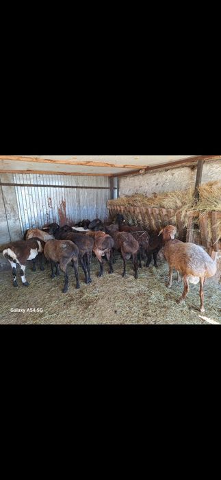 Қойлар сатылады.