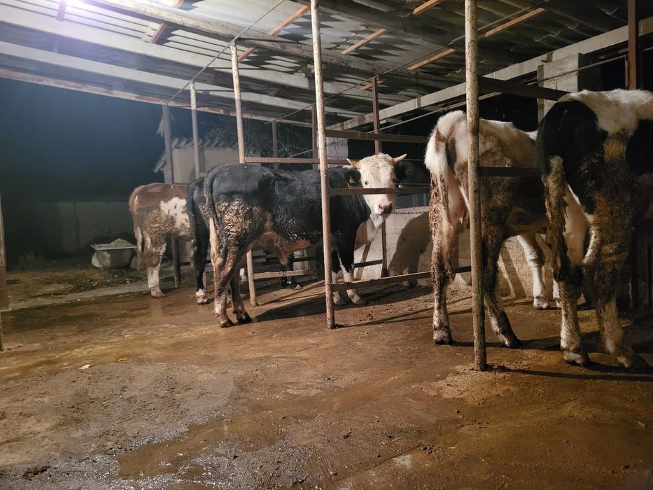 Бұқа Бык сатылады срочно