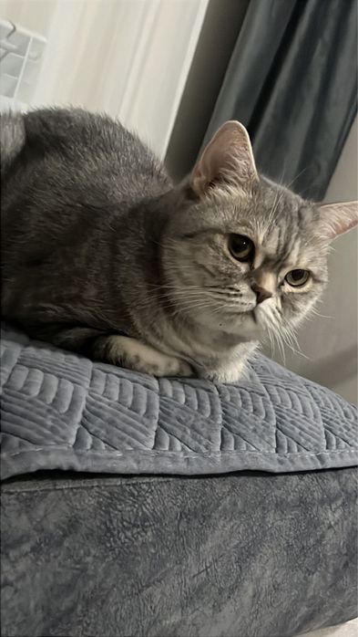 Отдам кошку в добрые руки