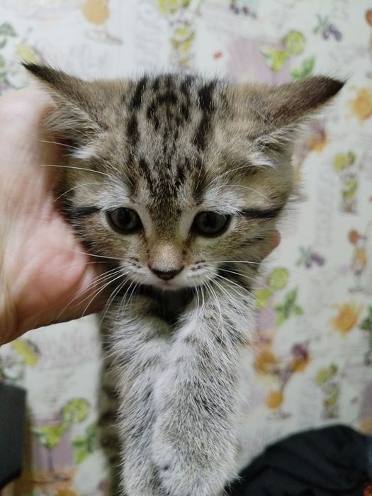 Отдам котят в хорошие руки