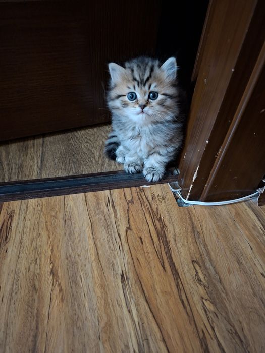 Britan sotli mushuk oʻgil bola sotiladi