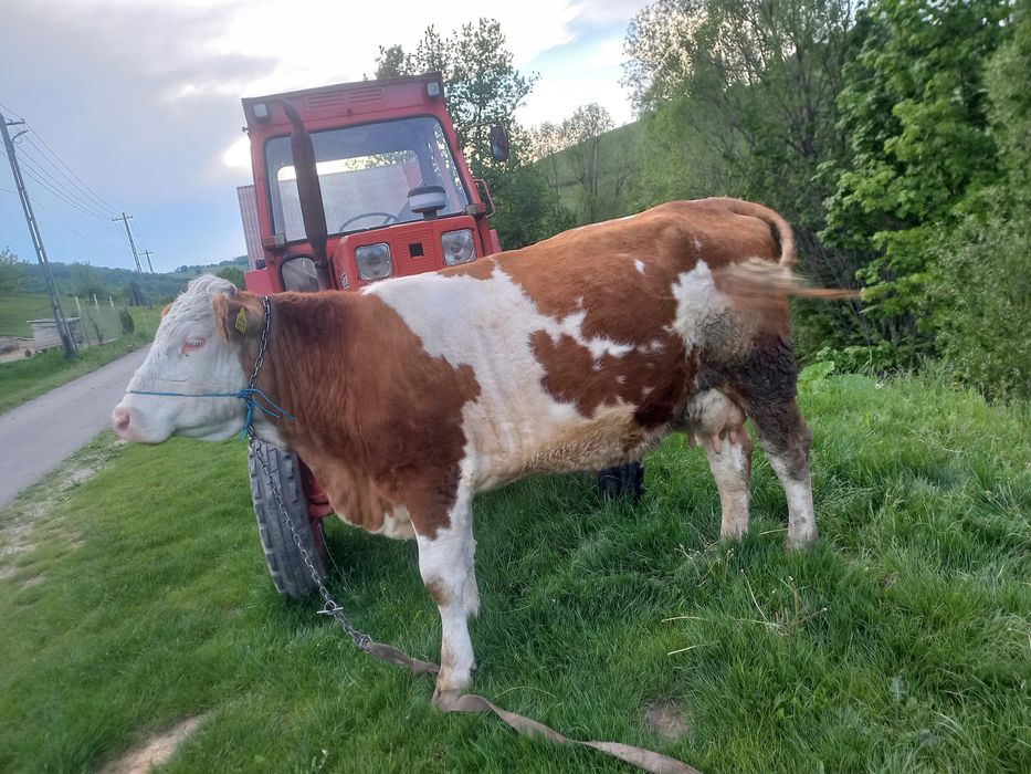 Vând vaca tânără