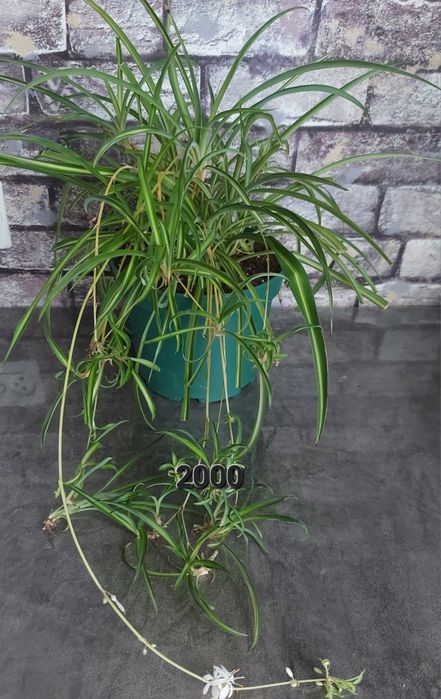 Продам комнатные растения