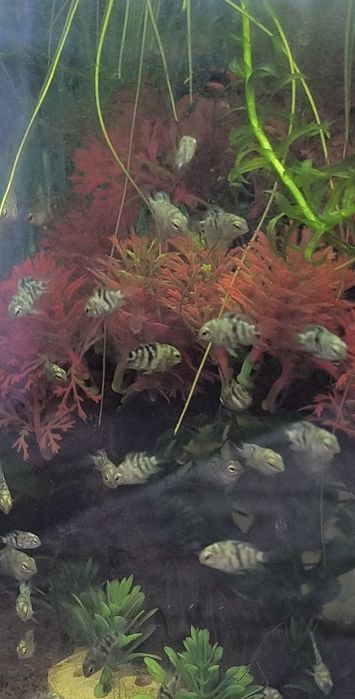 Продам сапфировый-попугай!