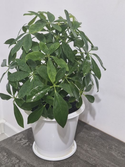 Комнатное растение Шеффлера