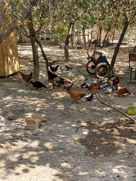 Sotiladi 150mingdan dona 25ta  ichida 6ta jo'jalar bor