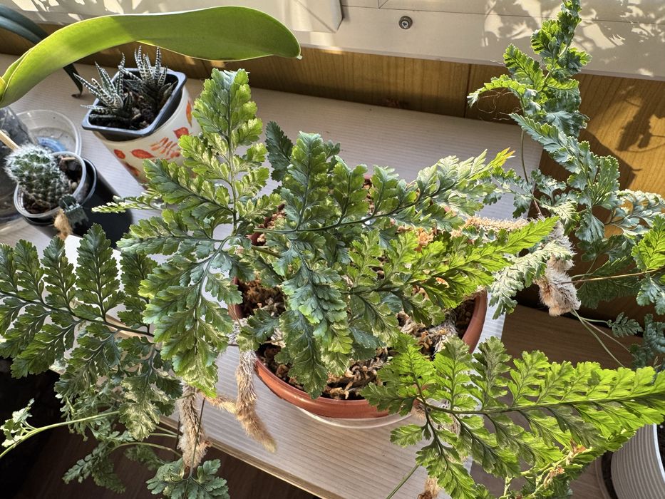 Папоротник Даваллия