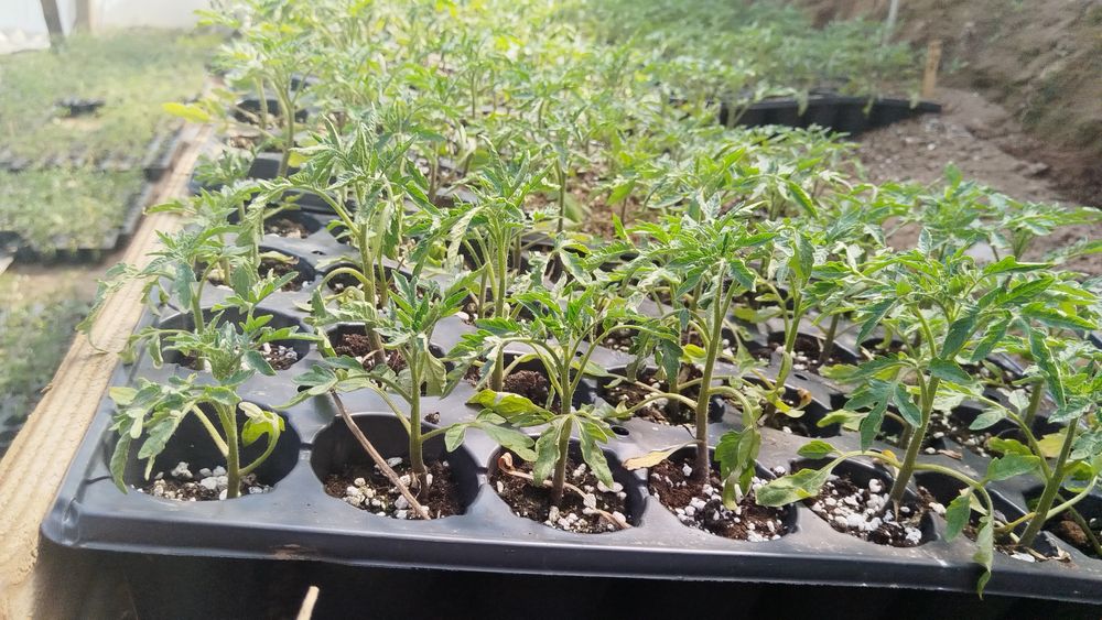 Разсад домати краставици чушки тиквички