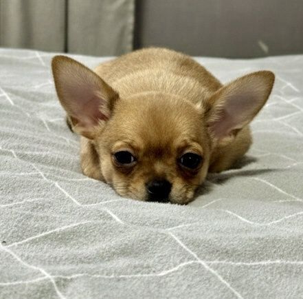 Мъжко Мини Чихуахуа