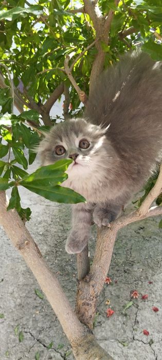 Mushuk zotdor sotiladi