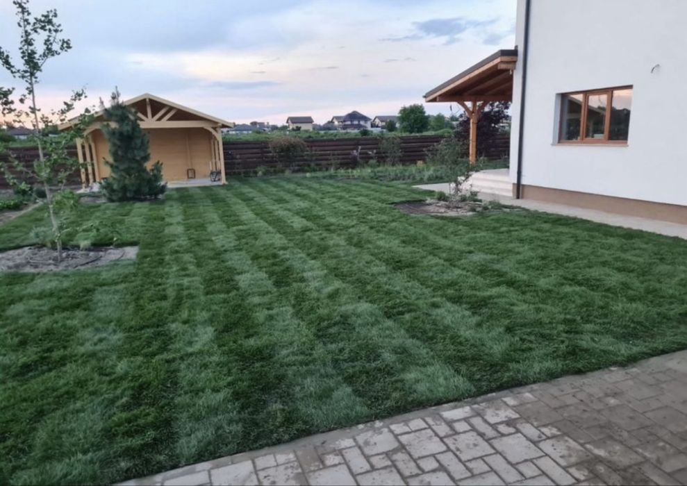 Vând gazon rulou și montez am și plante ornamentale