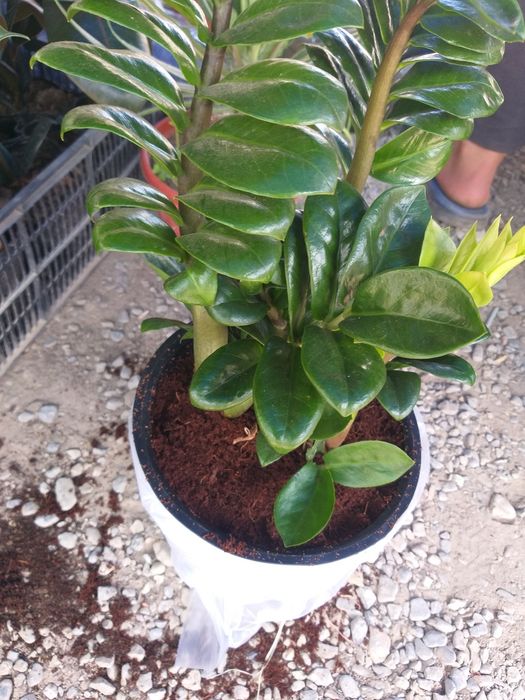 Jizzax Garden life taqdim etadi bizda turli xil xonaki gullar sotiladi