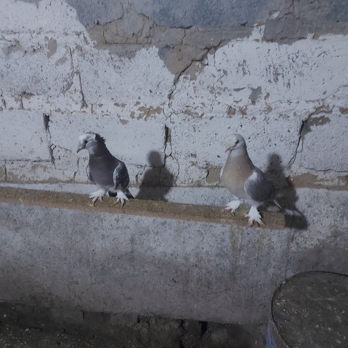 Тала насачуби двух чуби оба самец