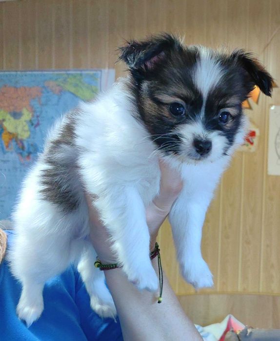 Papillon, mascul,  3 luni