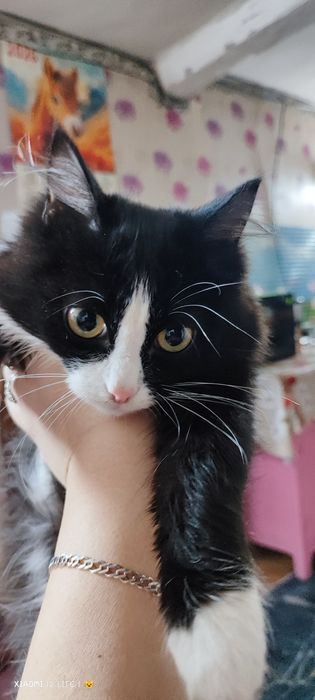 Котик в добрые руки