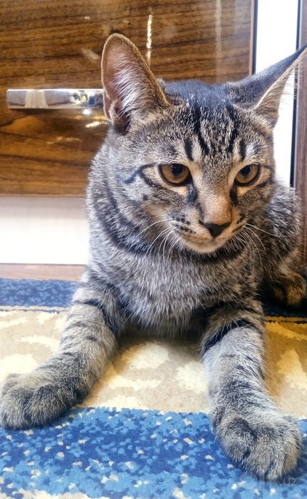 Mushuklar bepul/Котята бесплатно
