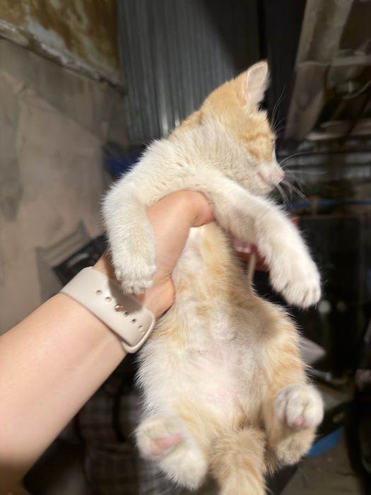 котенок бесплатно