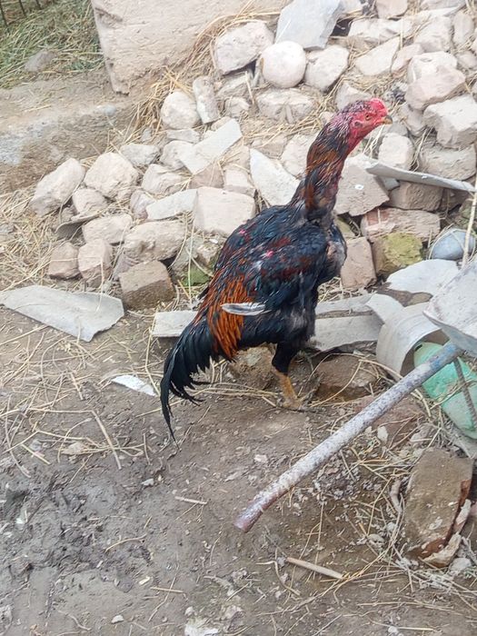 Dakang xuroz sotiladi sogʻligi hammasi joyida yep ichishga garantiya