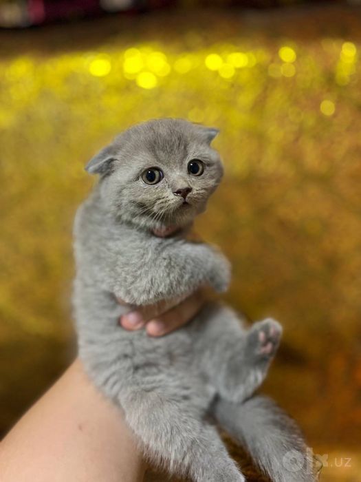 Чисто кровные котята