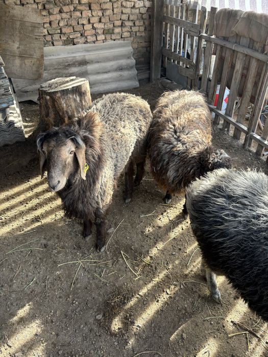 Қойлар сатылады семіз