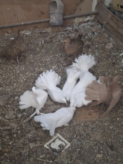 Павлин кептерлер.