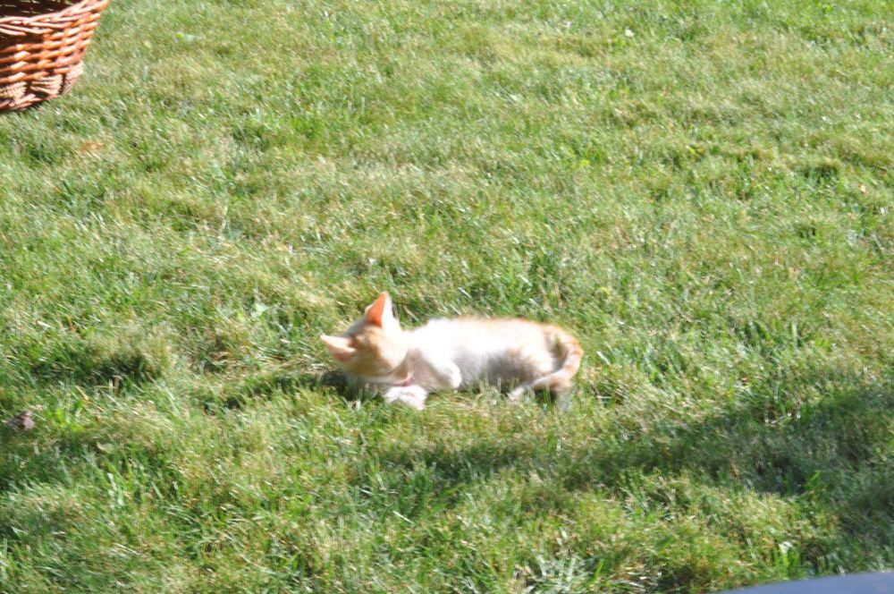 Милые котята - ждут своего хозяина