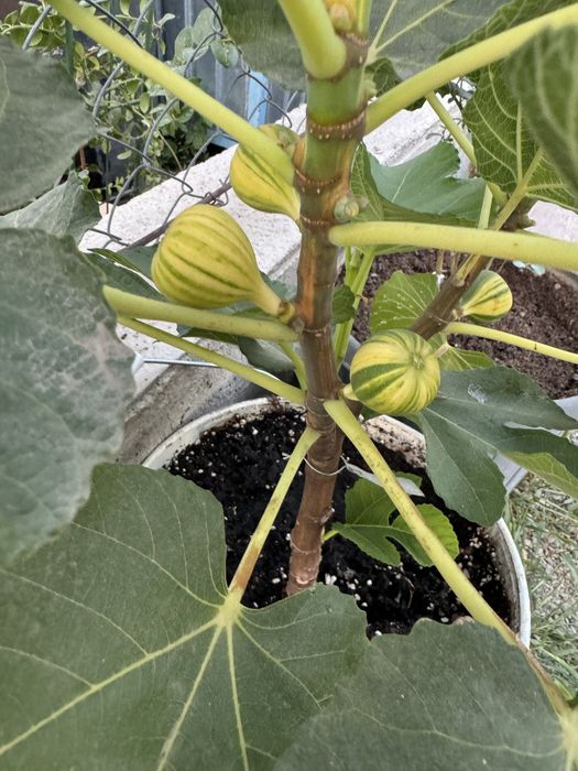 Инжир Паначе, Панч