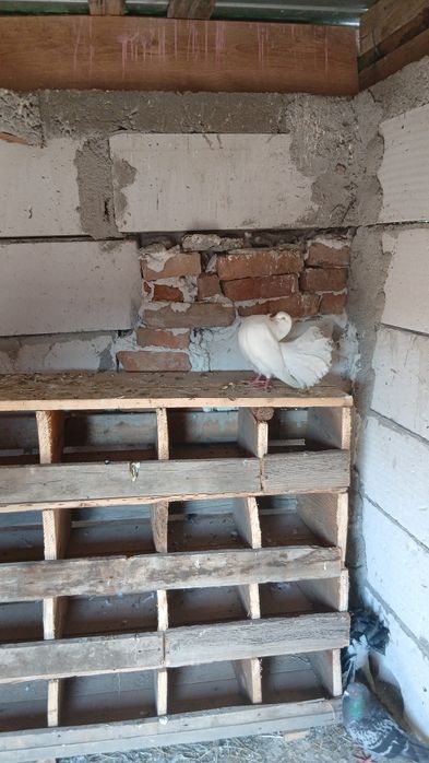 Voiajori și înfoiati