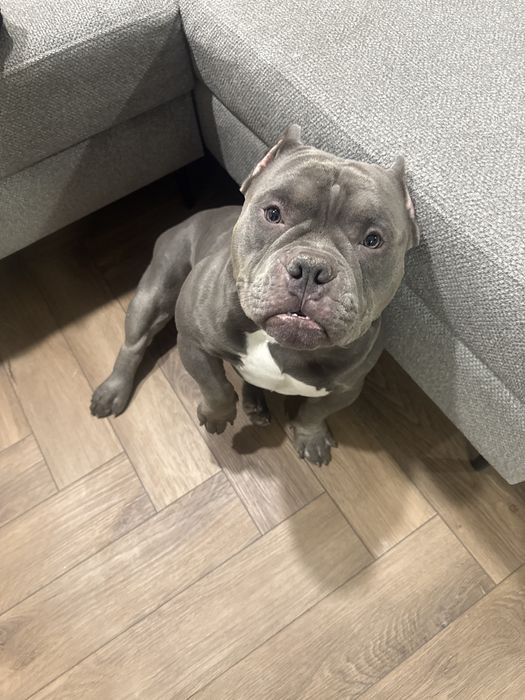 Амбуль для скрещивания. Для вязки.