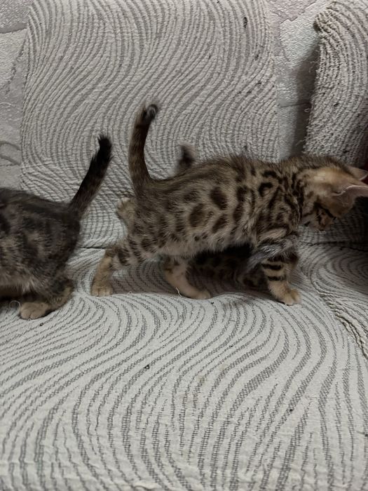 Милые бенгалки ищут родителей!