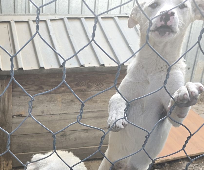 Щенок ,девочка.  4 месяца