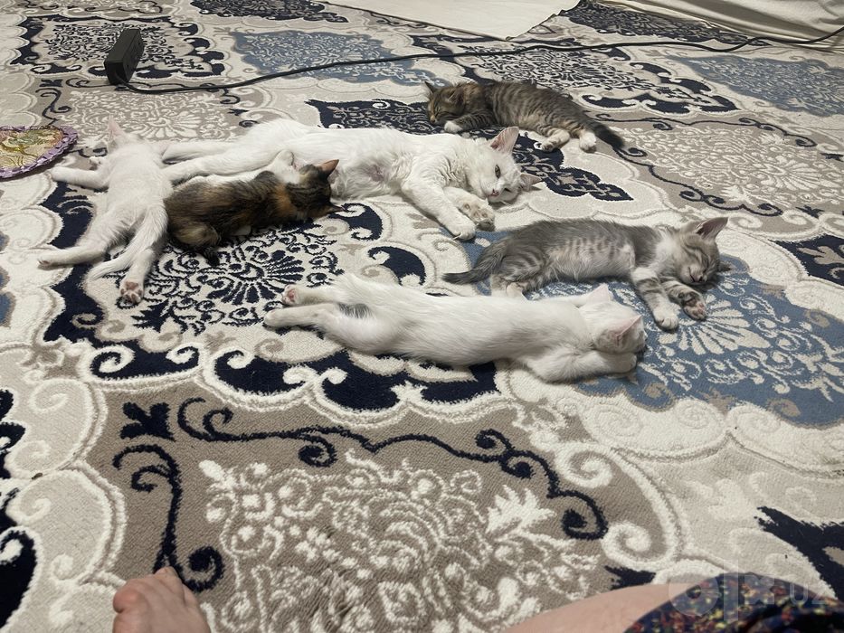 Котята 4 месяца