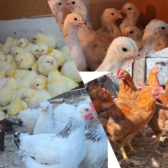 Цыплята адлер/кучин