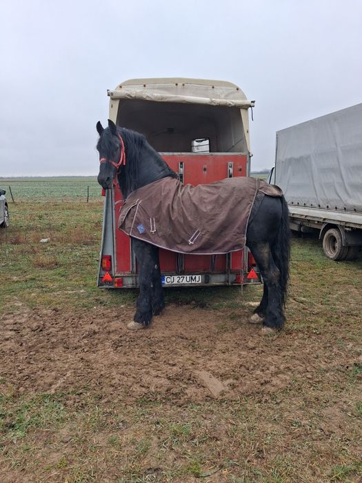 Armasar frizian de vânzare sau schimb