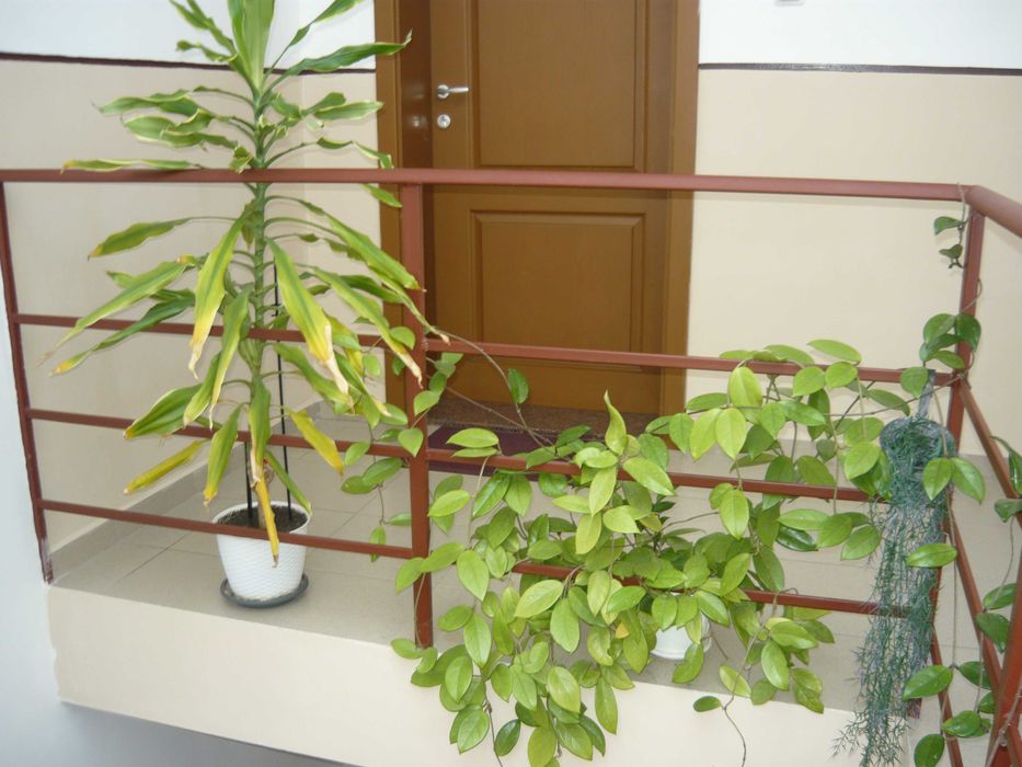 фотоапарат Panasonic LS80 - 8.1 MPx