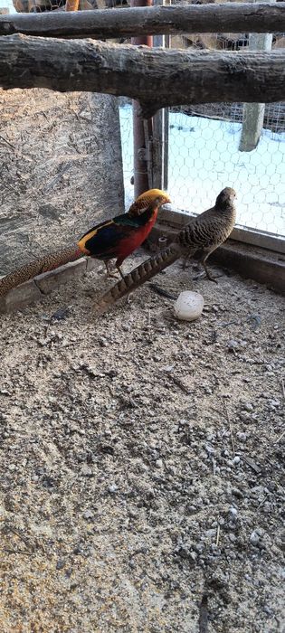 Vând o pereche de fazani