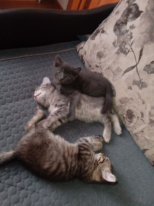 Отдам котят мальчики