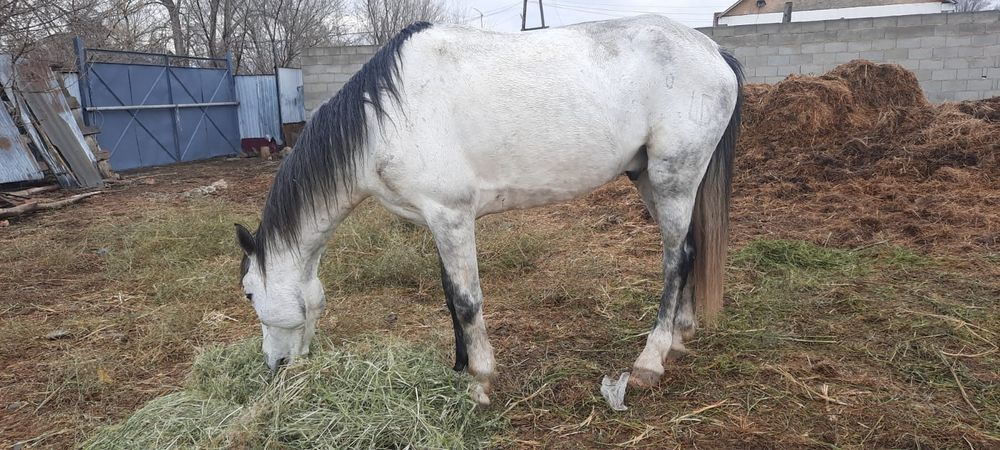 Осы жылқылар сатылады