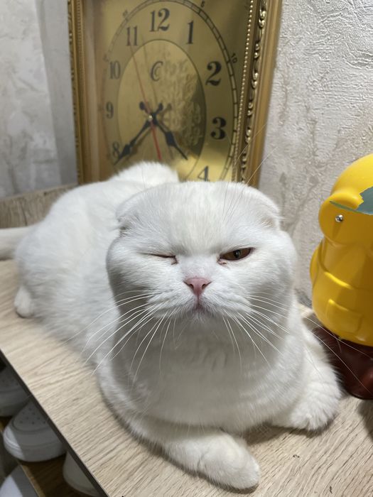 VYAZKA UN!!  Scottish fold white