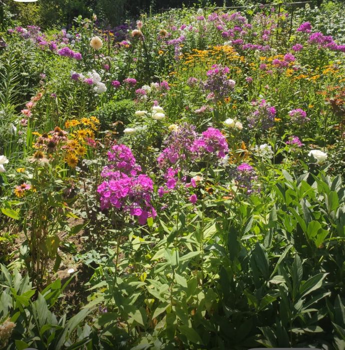 Продам многолетние цветы: флоксы,ромашки,ирисы,ландыши  в Георгиевке