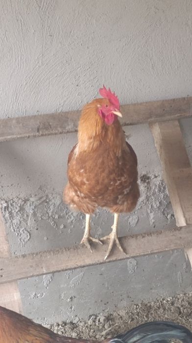 Продам петуха,курицу