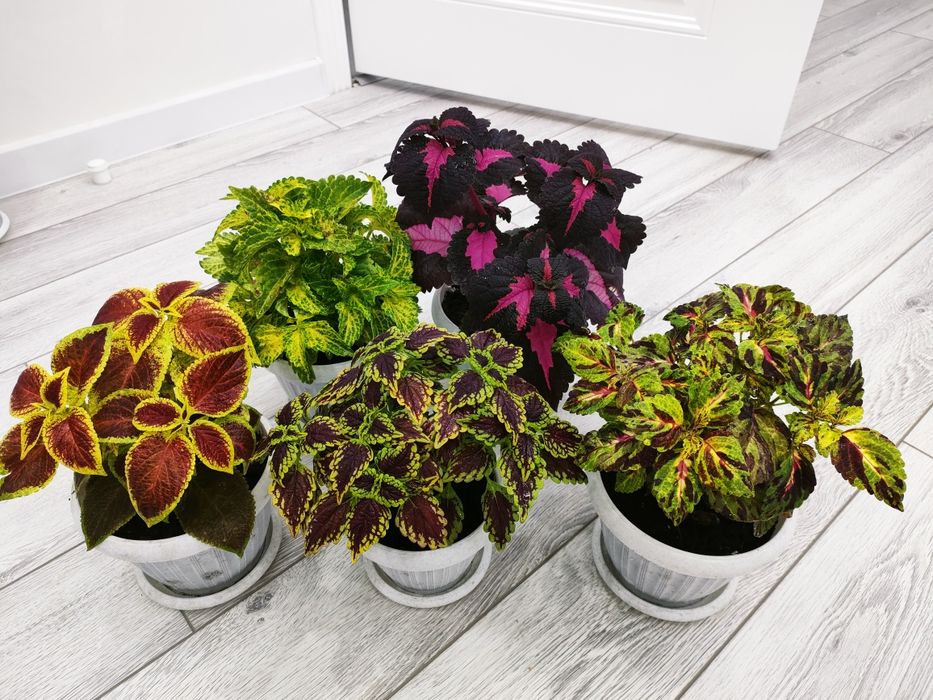 Домашние цветы, доставка