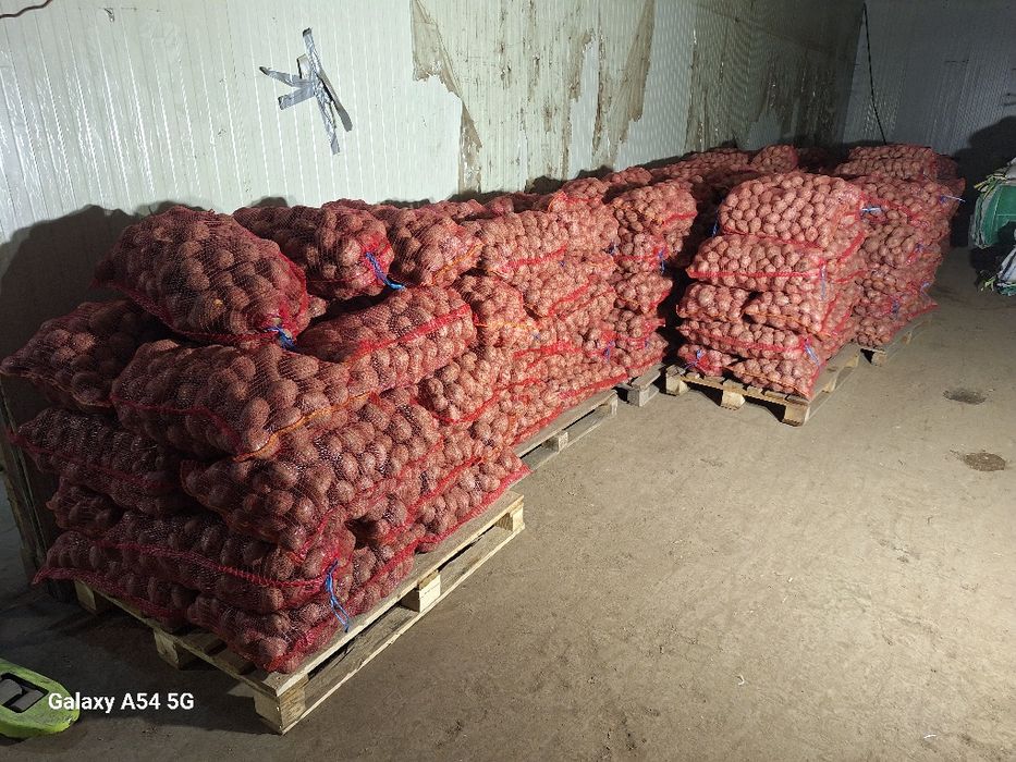 Cartofi consum rosu si alb