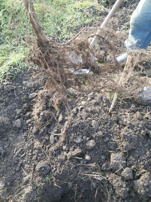 Puieti de alun calitate