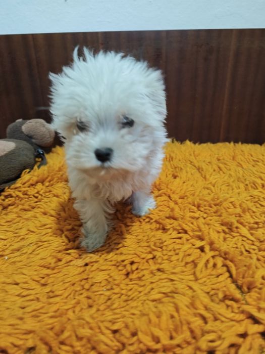 Мини Малтийска болонка