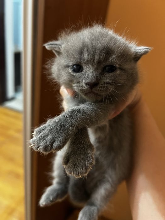 Продам котенка.